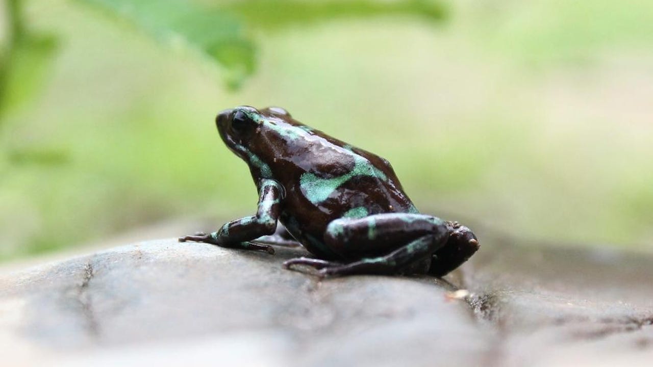 Exóticas ranas venenosas a la orilla de un hotel de panamá