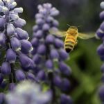 Las abejas se mueren