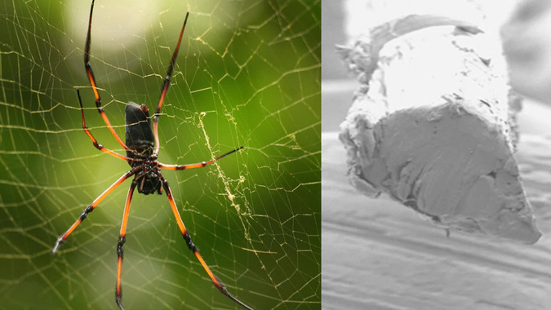 Araña de la especie Nephila inaurata y foto de microscopía electrónica de barrido donde se muestra una sección de la ‘hijuela’ o hebra de su glándula
