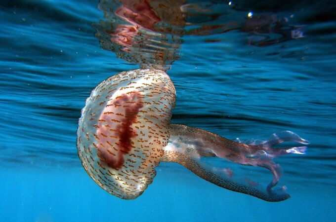 Las medusas afectan a todo el Levante y a baleares