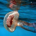 Las medusas afectan a todo el Levante y a baleares