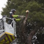 Los bomberos talando el pino en la Biblioteca Nacional