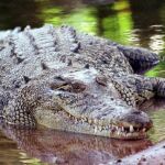 Un cocodrilo en Australia