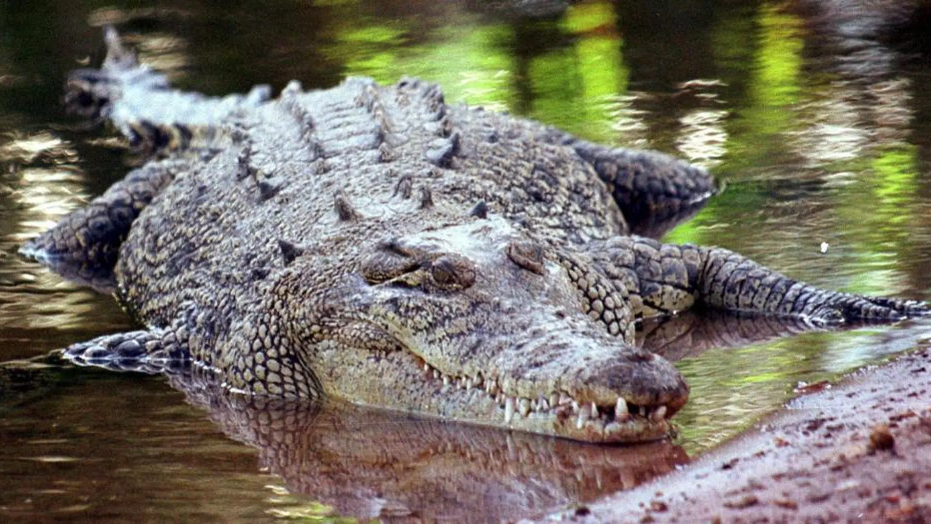 Un cocodrilo en Australia