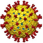 Modelo de la superficie externa de un rotavirus