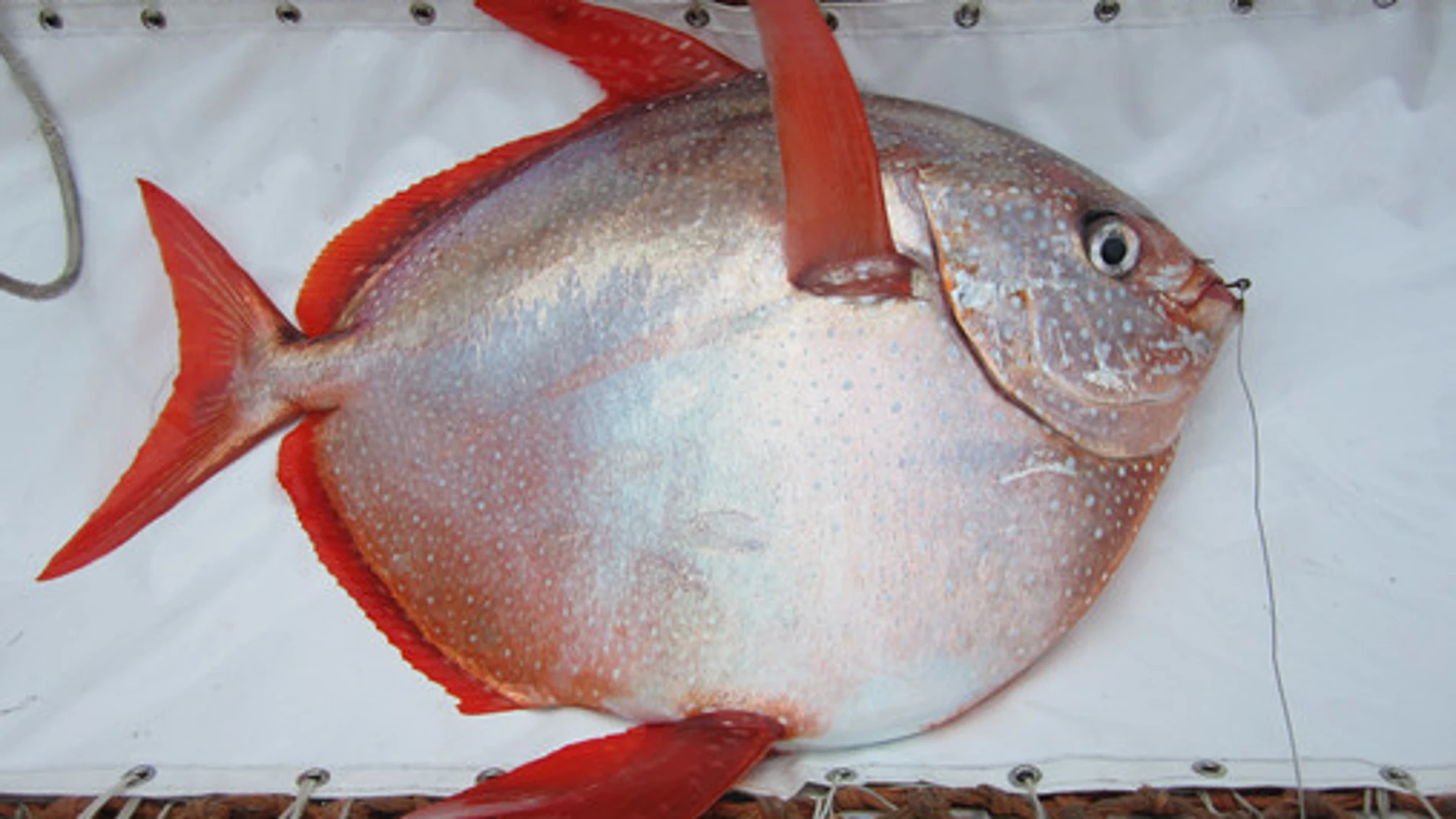 Un ejemplar Lampris guttatus, capturado durante el estudio en aguas de California (EE UU)
