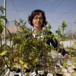 La investigadora del campus de Orihuela, Arantxa Alonso, trabaja en la recuperación de variedades tradicionales de tomate