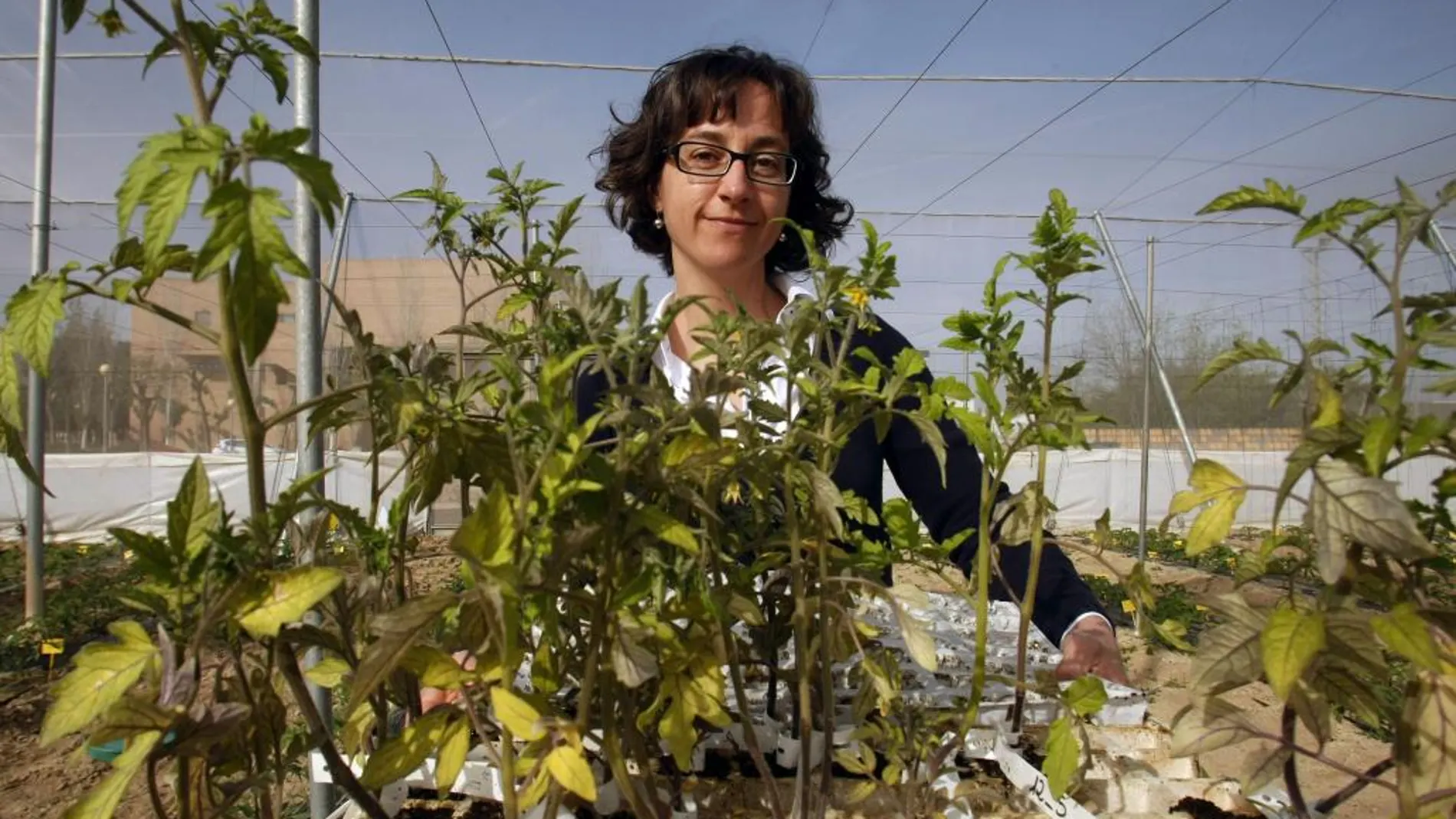 La investigadora del campus de Orihuela, Arantxa Alonso, trabaja en la recuperación de variedades tradicionales de tomate