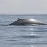  Investigadores españoles desarrollan una boya marina inteligente para salvar ballenas