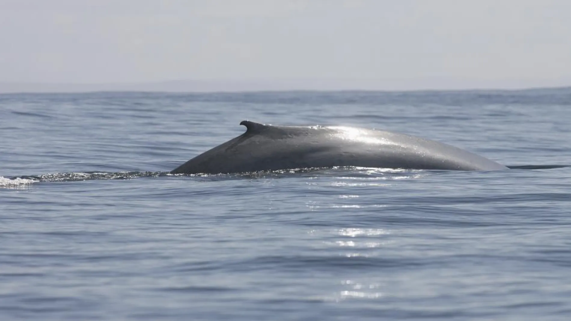 Una ballena azul, fotografiada en las costas de Chile