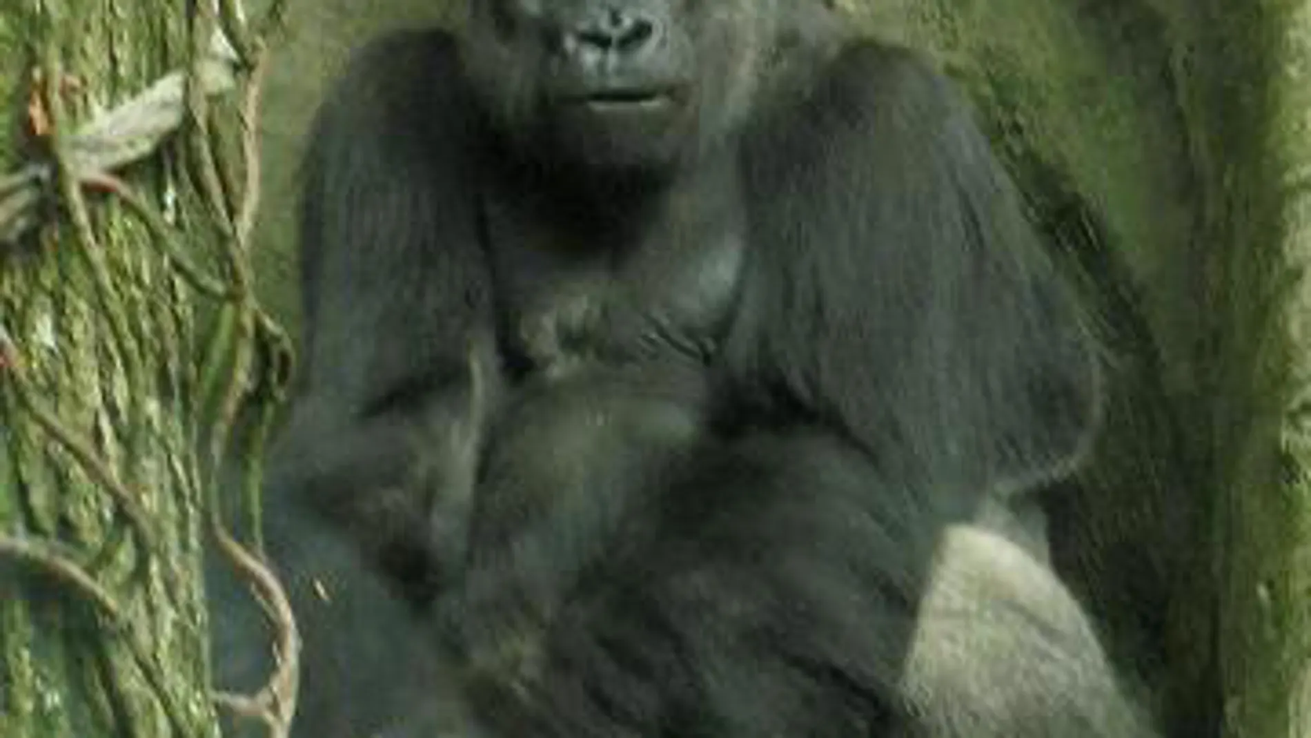 Un ejemplar de gorila occidental de las tierras bajas