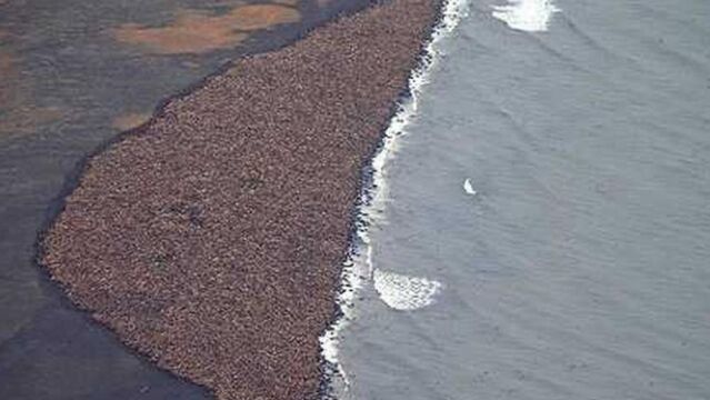 Más de 35.000 morsas llegan a una playa de Alaska por la falta de hielo en el Polo Norte