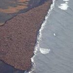 Más de 35.000 morsas llegan a una playa de Alaska por la falta de hielo en el Polo Norte