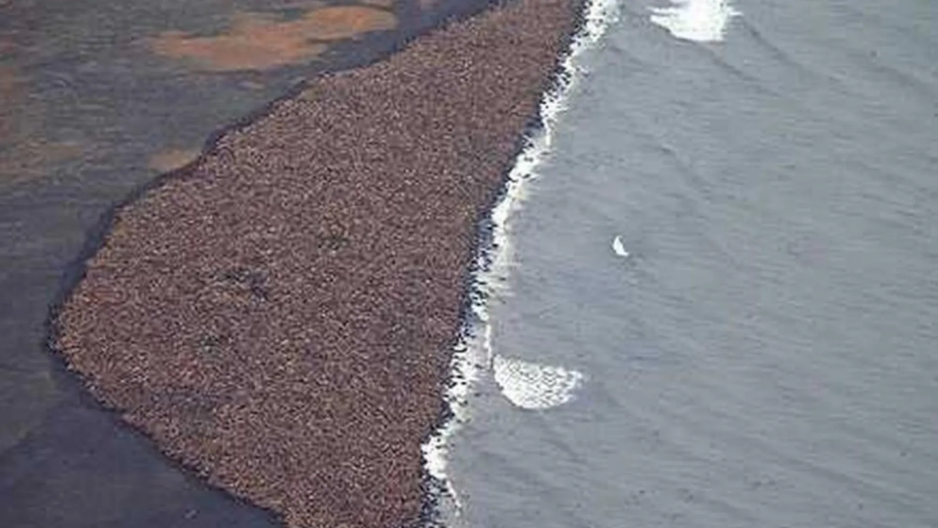 Más de 35.000 morsas llegan a una playa de Alaska por la falta de hielo en el Polo Norte