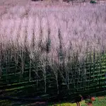  La biotecnología logra árboles que producen más biomasa