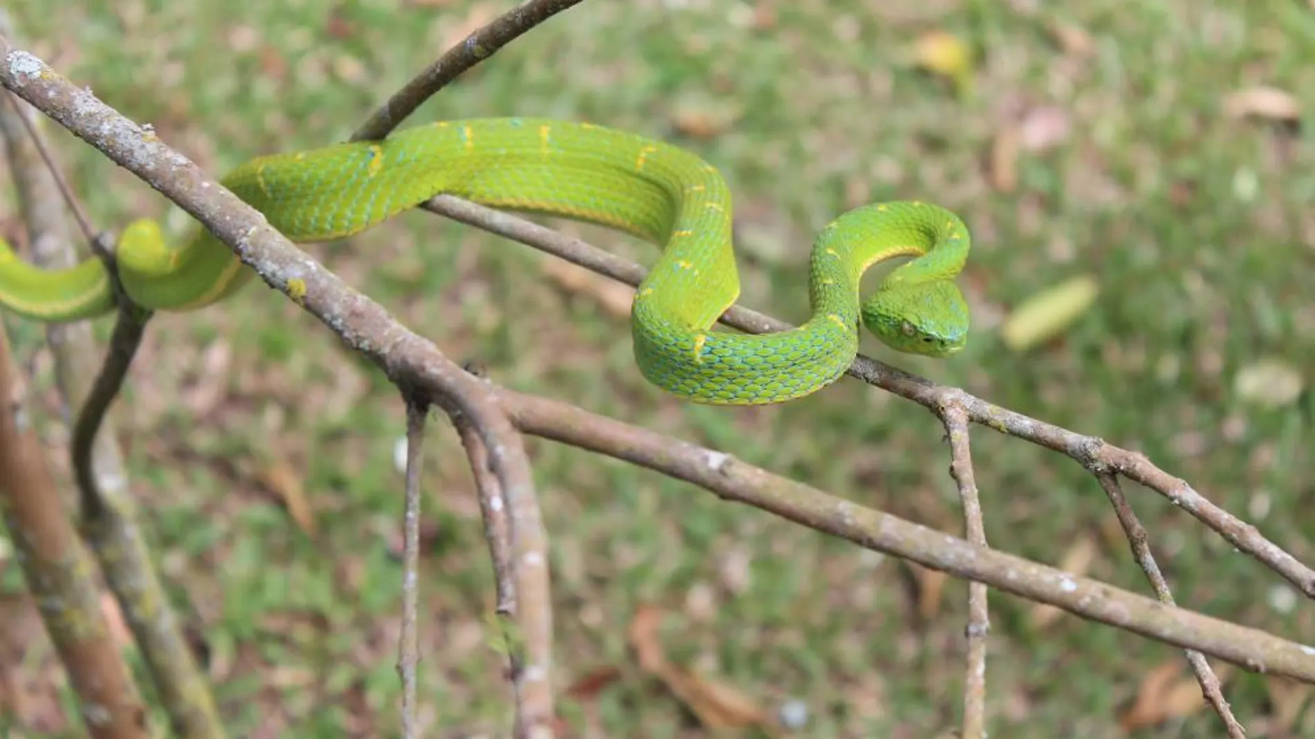 La serpiente B. lateralis