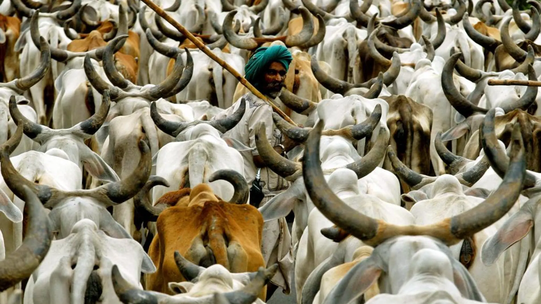 Vacas en India