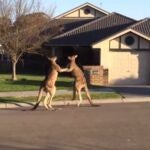 Dos canguros dan una exhibición de artes marciales en Australia