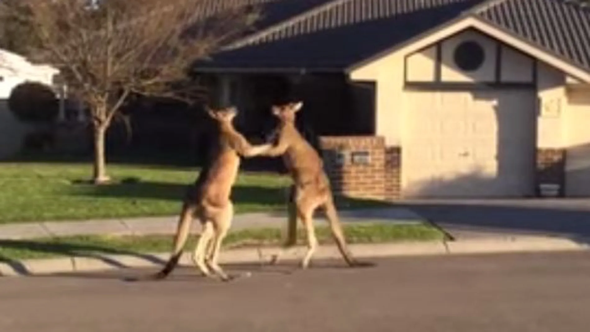 Dos canguros dan una exhibición de artes marciales en Australia