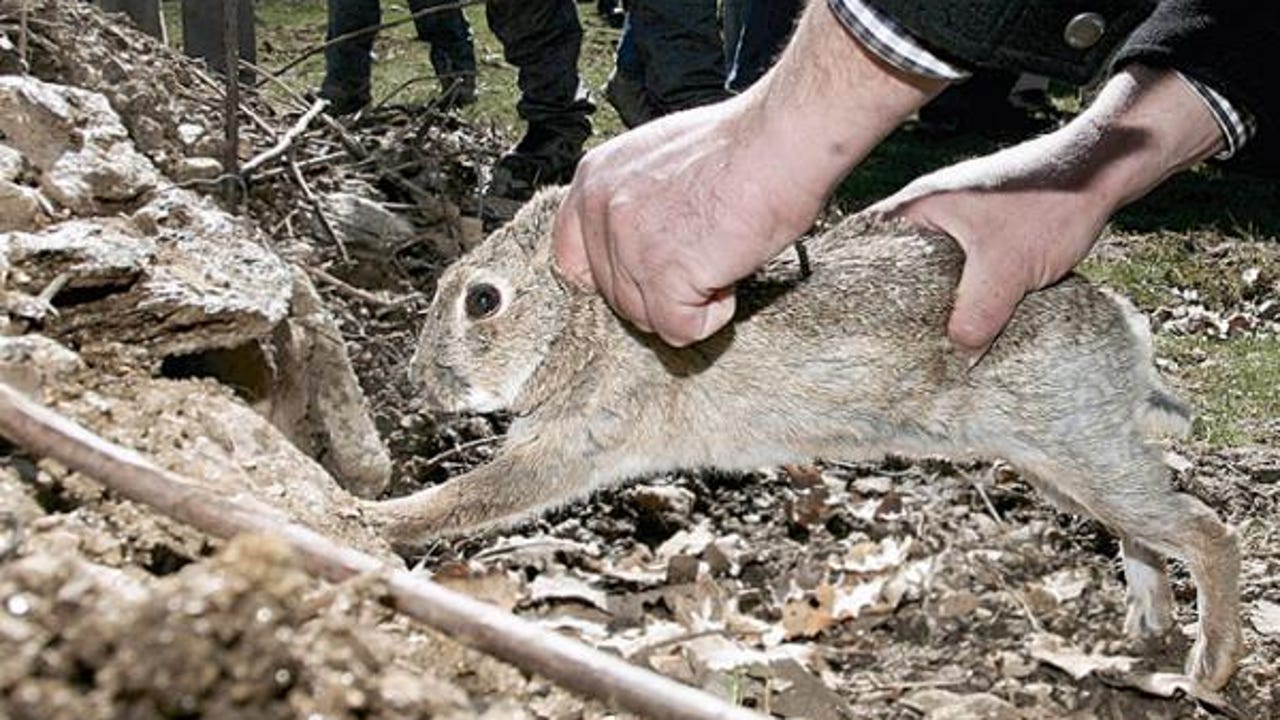 Inquietud y preocupación por la aparición de conejos 'zombies' con cuernos y tentáculos: miles podrían morir por esta enfermedad