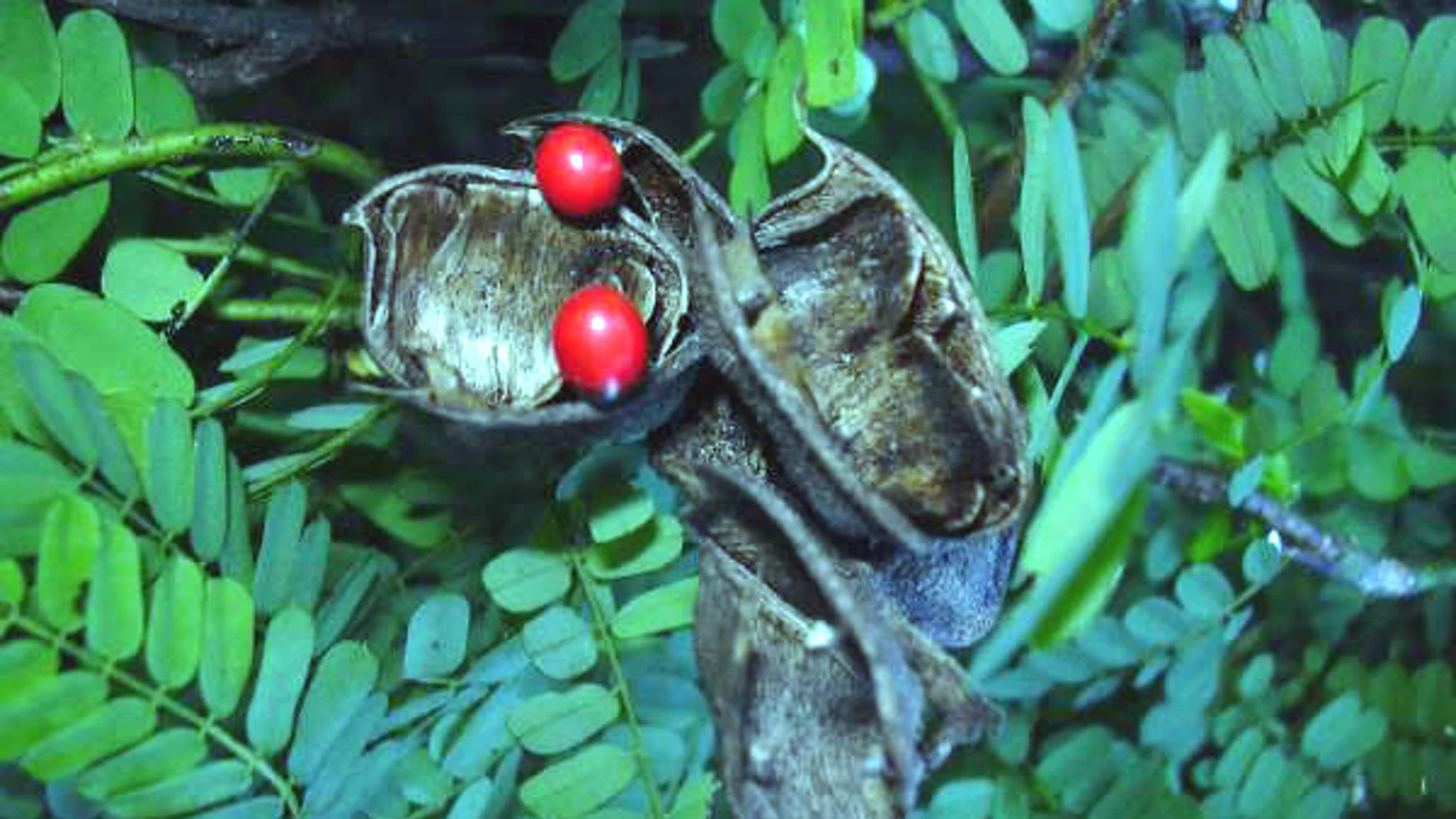 Abrus precatorius