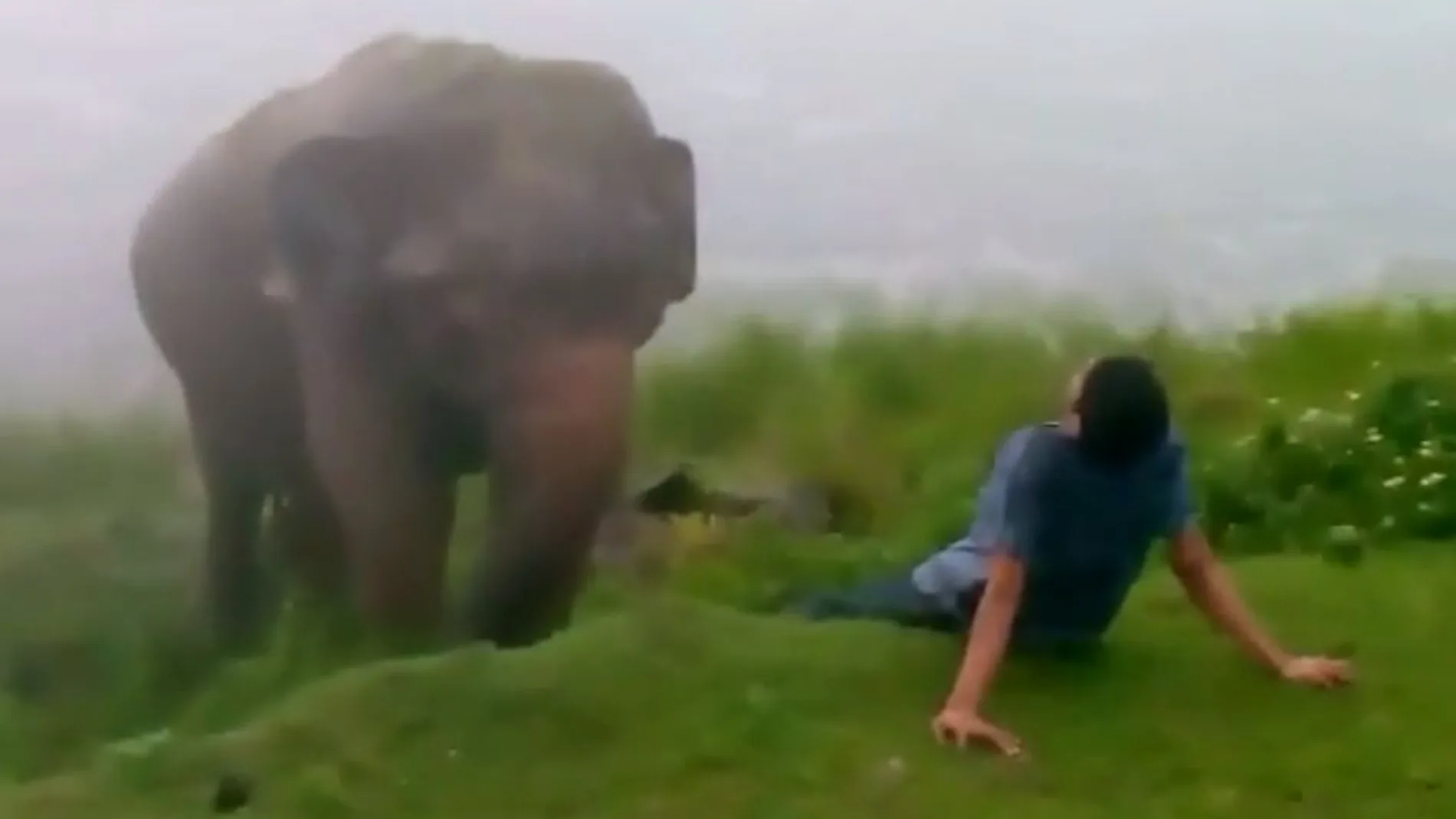Un joven ebrio escapa de la muerte tras enfrentarse a un elefante agresivo