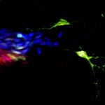 Neuronas del cerebro que producen serotonina (en verde) originadas de progenitores de la médula espinal (marcados en azul y rojo a la izquierda de la imagen) luego de la desactivación del gen Neurogenina3