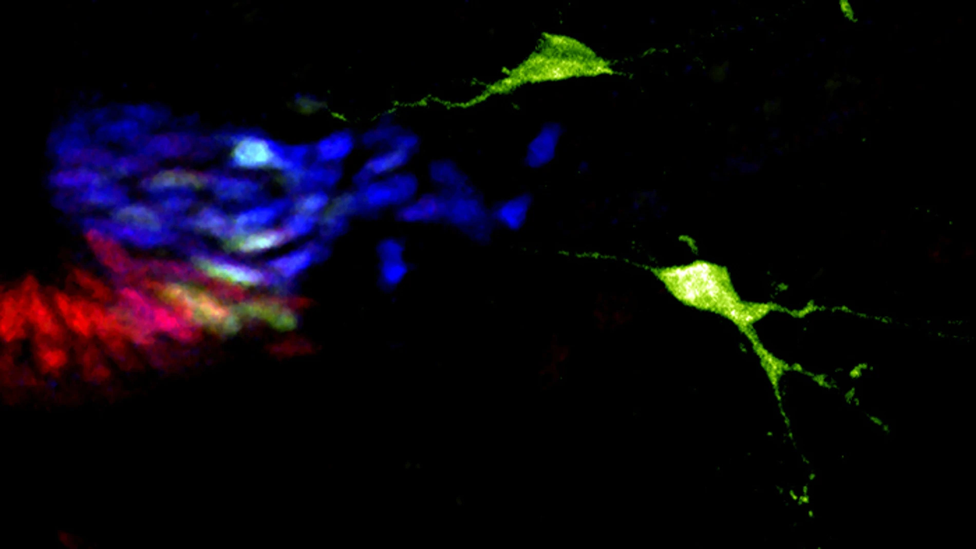 Neuronas del cerebro que producen serotonina (en verde) originadas de progenitores de la médula espinal (marcados en azul y rojo a la izquierda de la imagen) luego de la desactivación del gen Neurogenina3