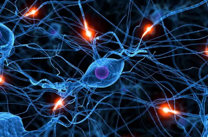 Trasplante de neuronas humanas nuevas para reemplazar las dañadas