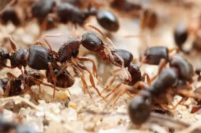 Este parásito triplica la vida de las hormigas 
