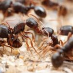 A las hormigas urbanas les gusta comer lo mismo que a nosotros