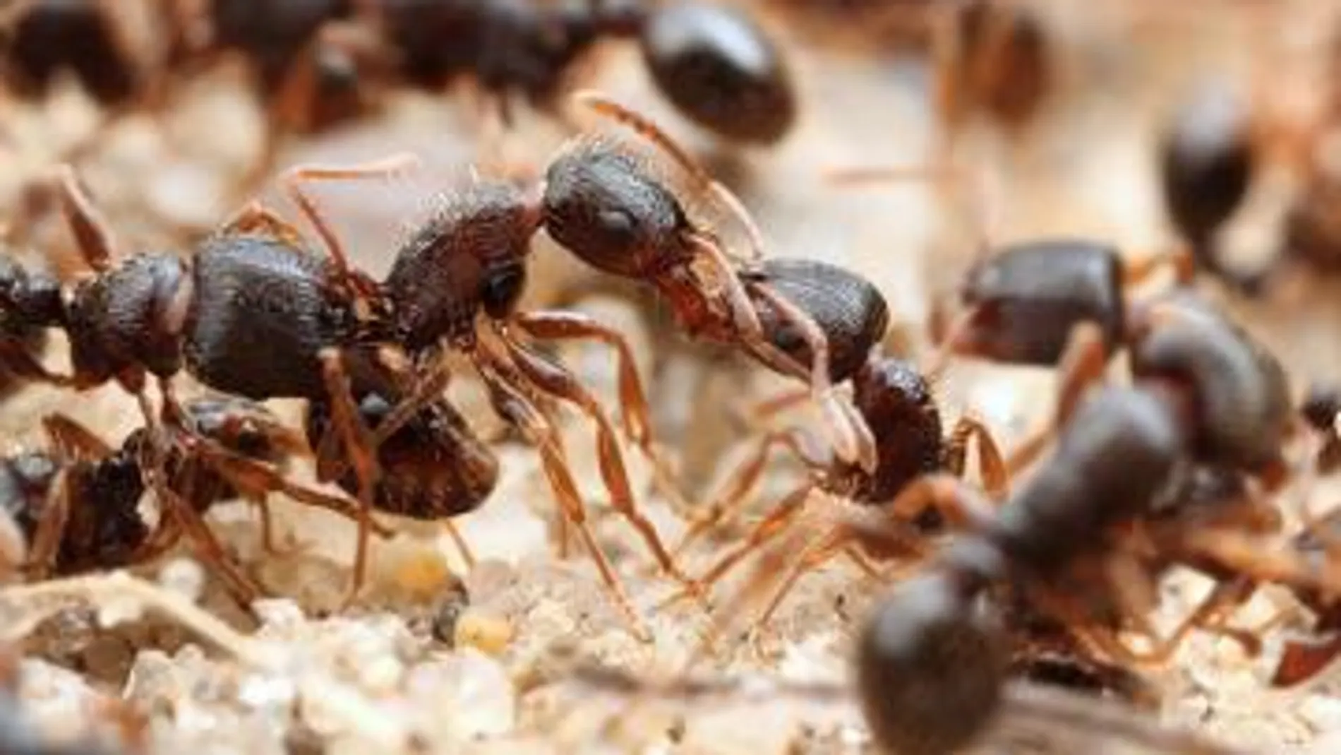 A las hormigas urbanas les gusta comer lo mismo que a nosotros