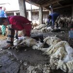 Imagen de archivo de un esquilador de ovejas en Ciudad Rodrigo, Salamanca