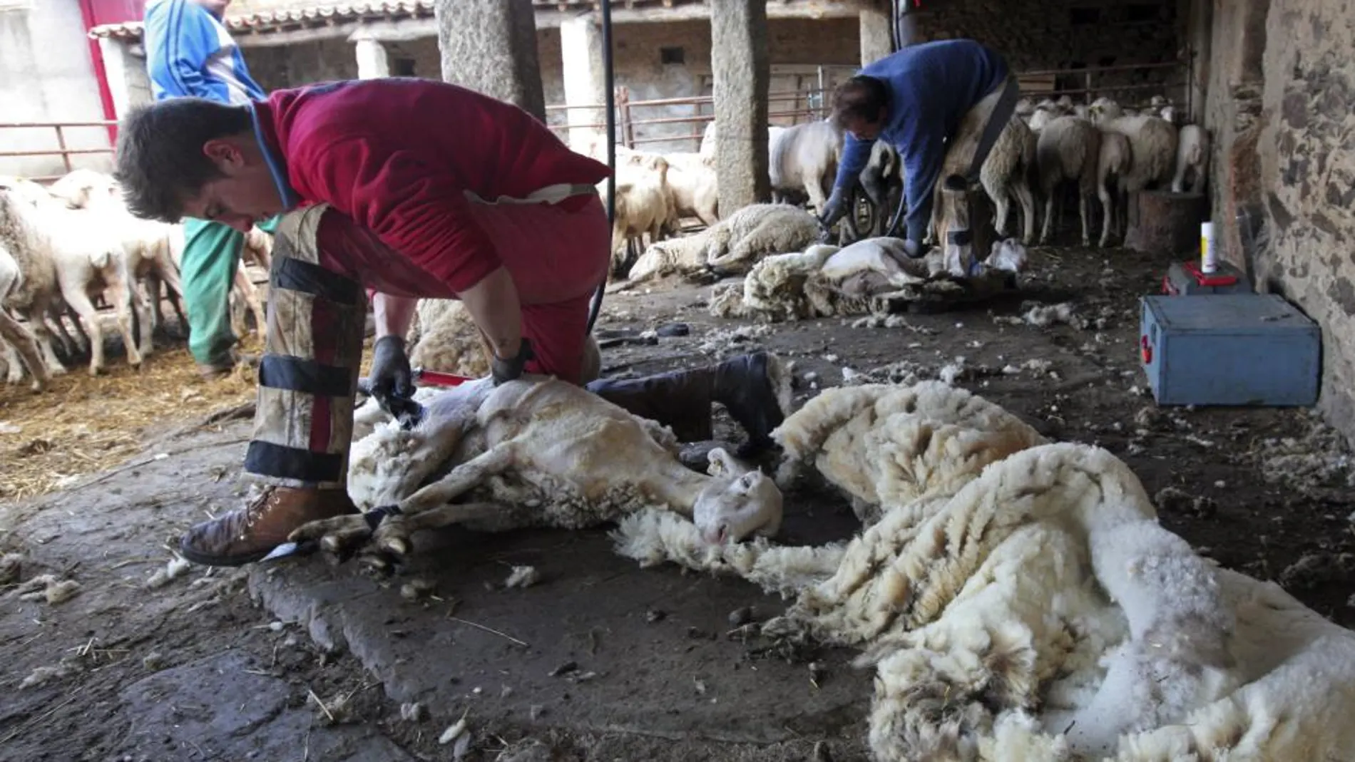 Imagen de archivo de un esquilador de ovejas en Ciudad Rodrigo, Salamanca