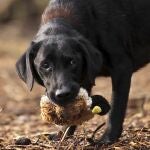 Los perros se hicieron amigos del hombre escarbando en su basura