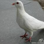 China examina el ano de 10.000 palomas en busca de «materiales sospechosos»