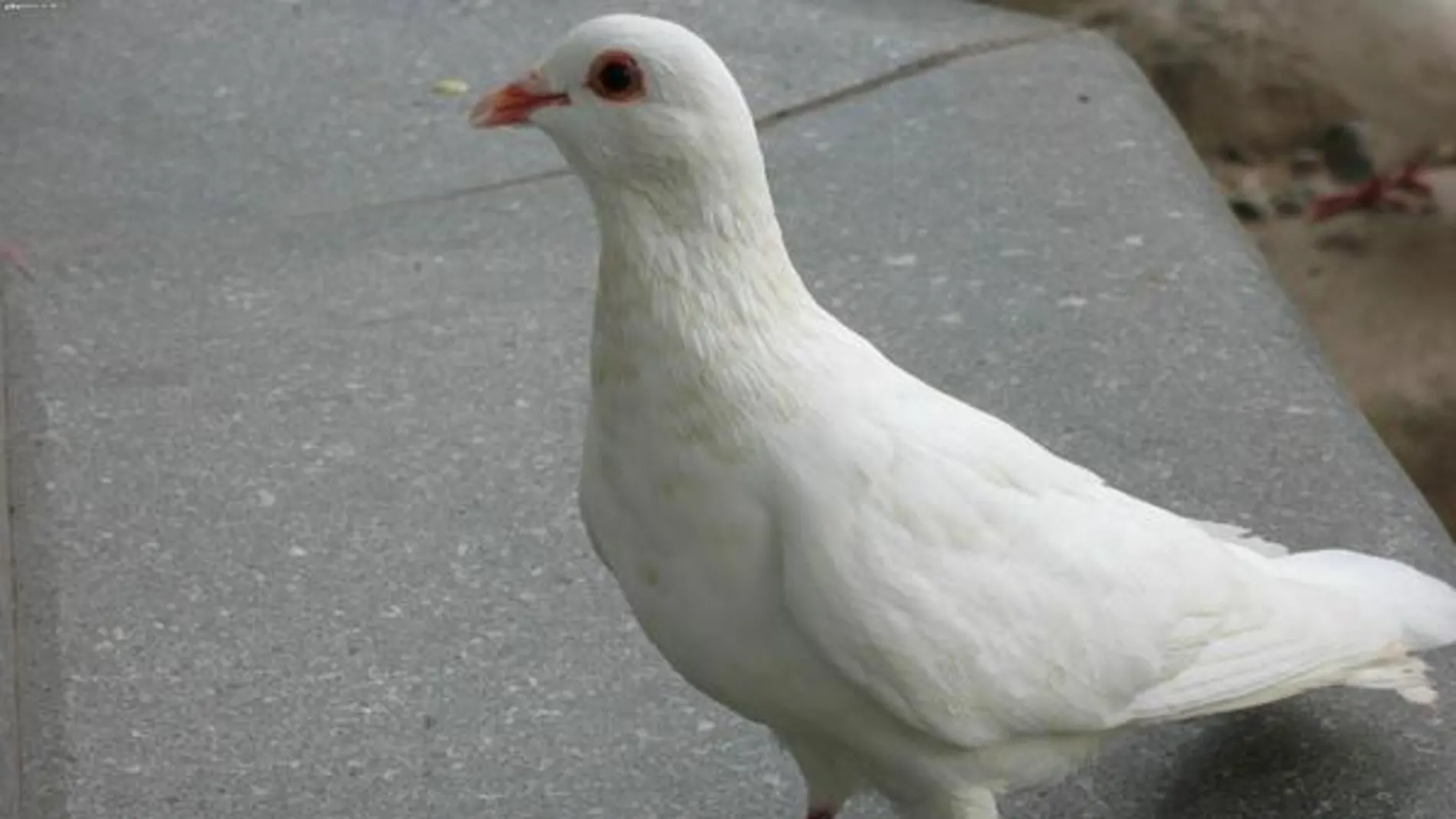 China examina el ano de 10.000 palomas en busca de «materiales sospechosos»