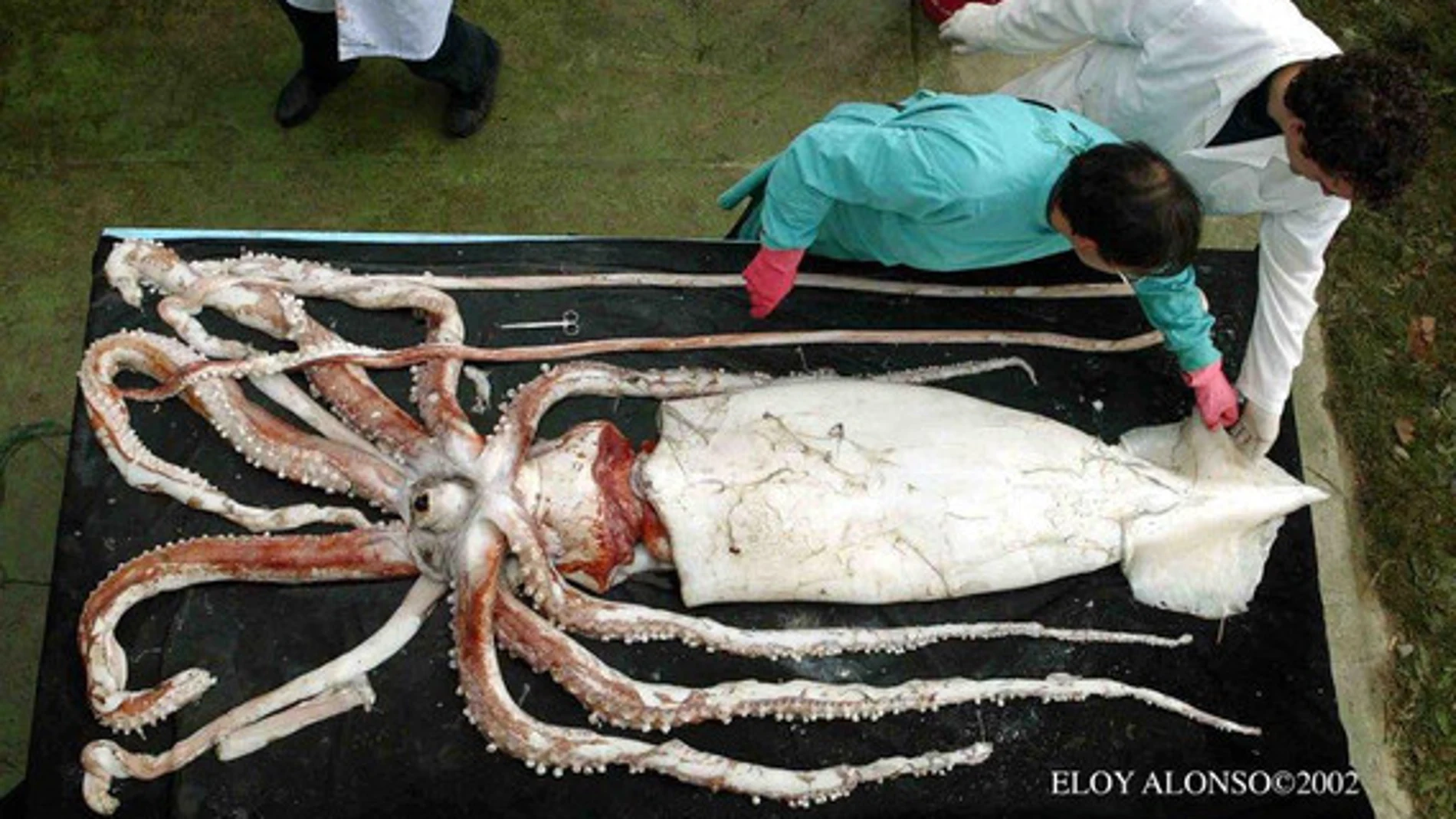 Ejemplar de calamar gigante hembra capturado en las costas de Asturias