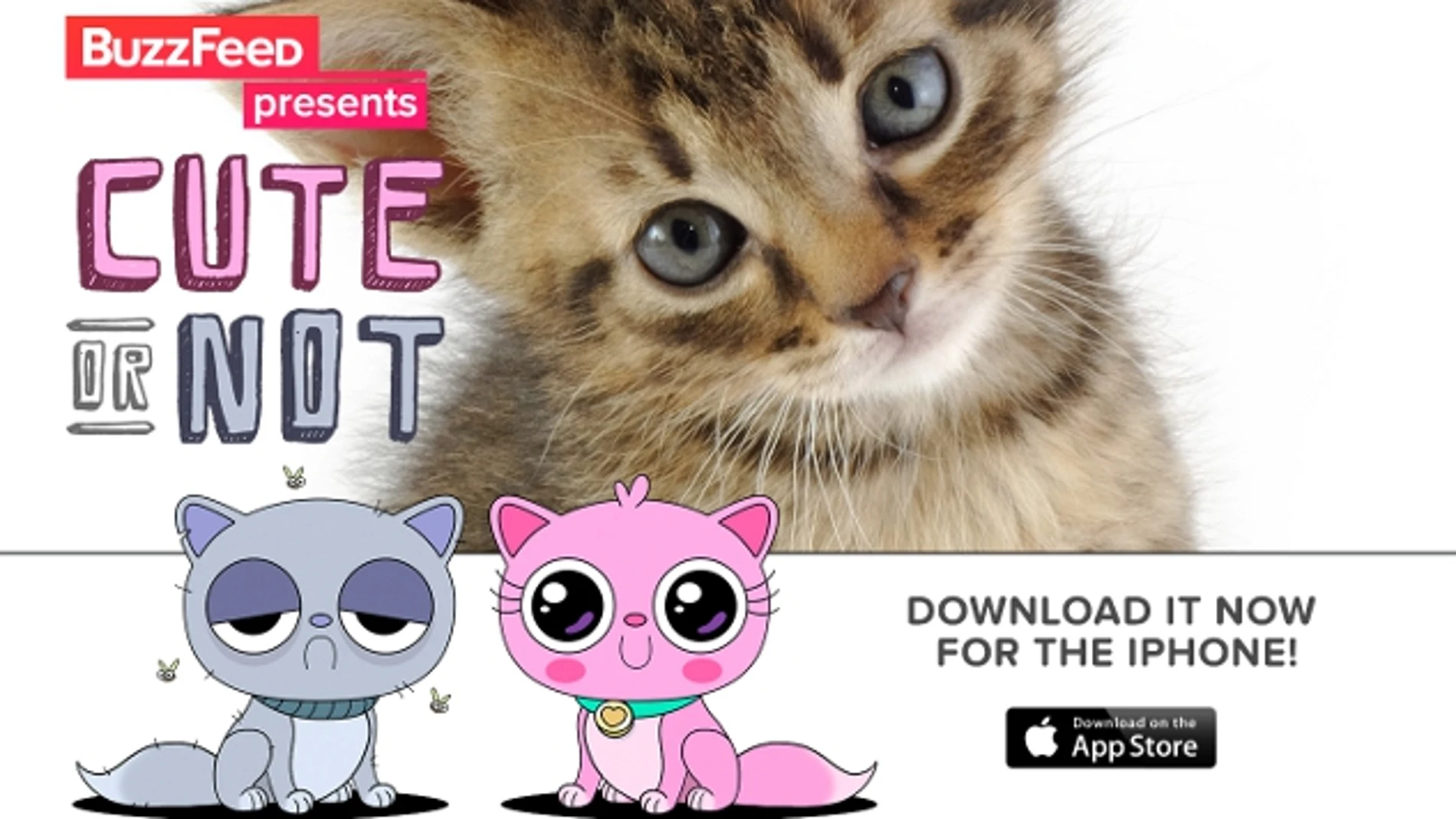 «Cute or Not», una app para valorar mascotas