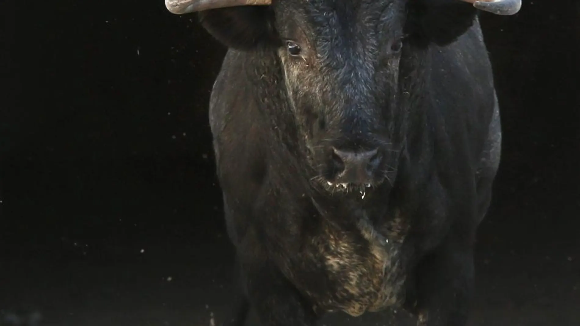 Los toros de Escolar y Joselito, novedades en la Feria del Toro 2015
