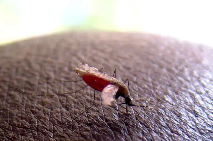 Descubren una posible vía para desorientar al parásito de la malaria