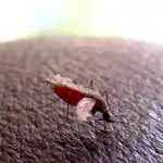 Un anopheles gambiae, el mosquito vector del parásito que causa la malaria, se posa sobre la piel