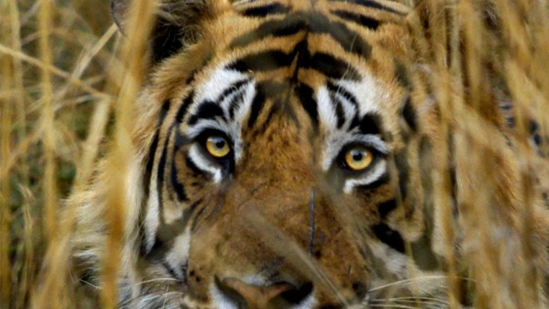 Un tigre de Bengala en India.
