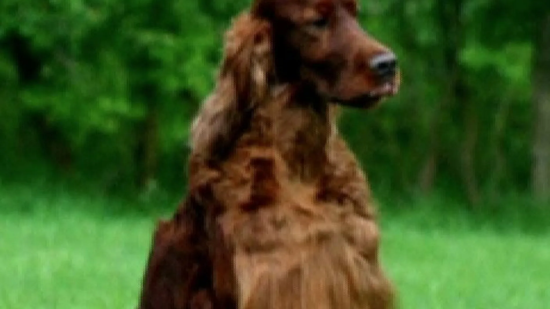 Envenenan al perro que quedó segundo en un concurso