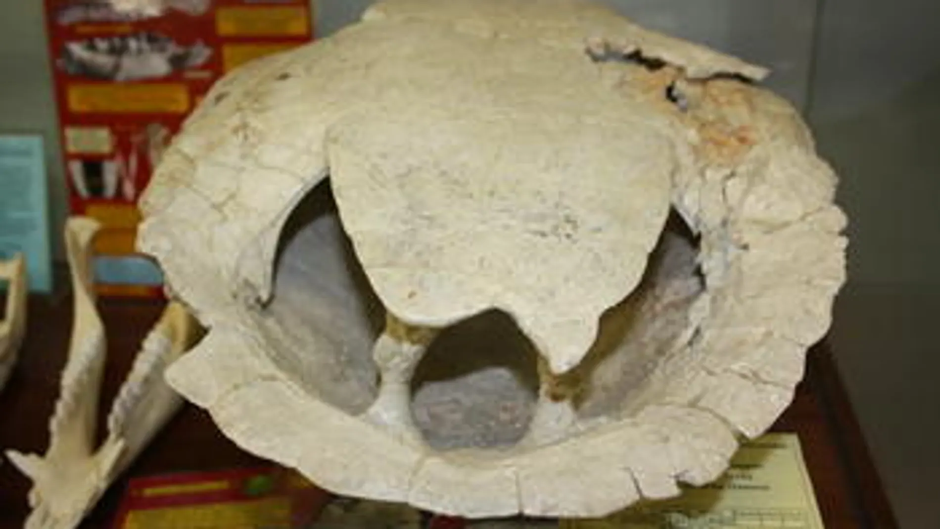 ‘Neochelys salmanticensis’, tortuga del Eoceno medio con una deformidad en forma de asimetría en la cintura pélvica que hace que se la llame “bisexual” por parecer a la vez macho y hembra.
