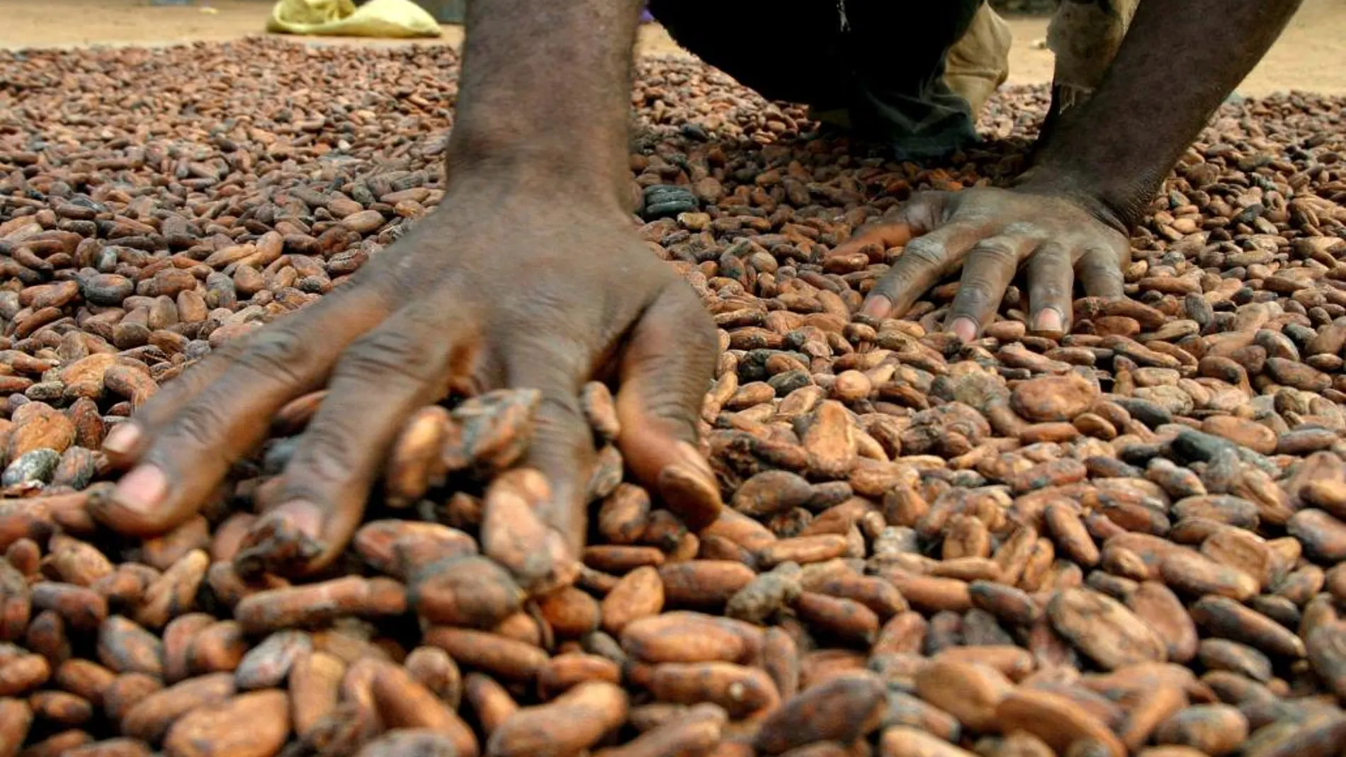 Granos de cacao en una plantación de Costa de Marfil