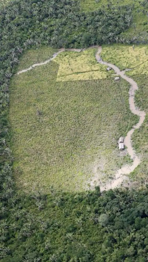 Deforestación en la selva del Amazonas. La industria maderera ha talado zonas de la selva con gran interés ecológico.
