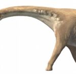 Los dinosaurios de cuello largo, pertenecientes al grupo de los Saurópsidos, son una de las familias de animales más reconocibles de esta especie