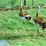 Dos avutardas en la laguna de Villafáfila (Zamora)