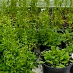 Cultivo de Arabidopsis thaliana para el estudio de la genética molecular de plantas